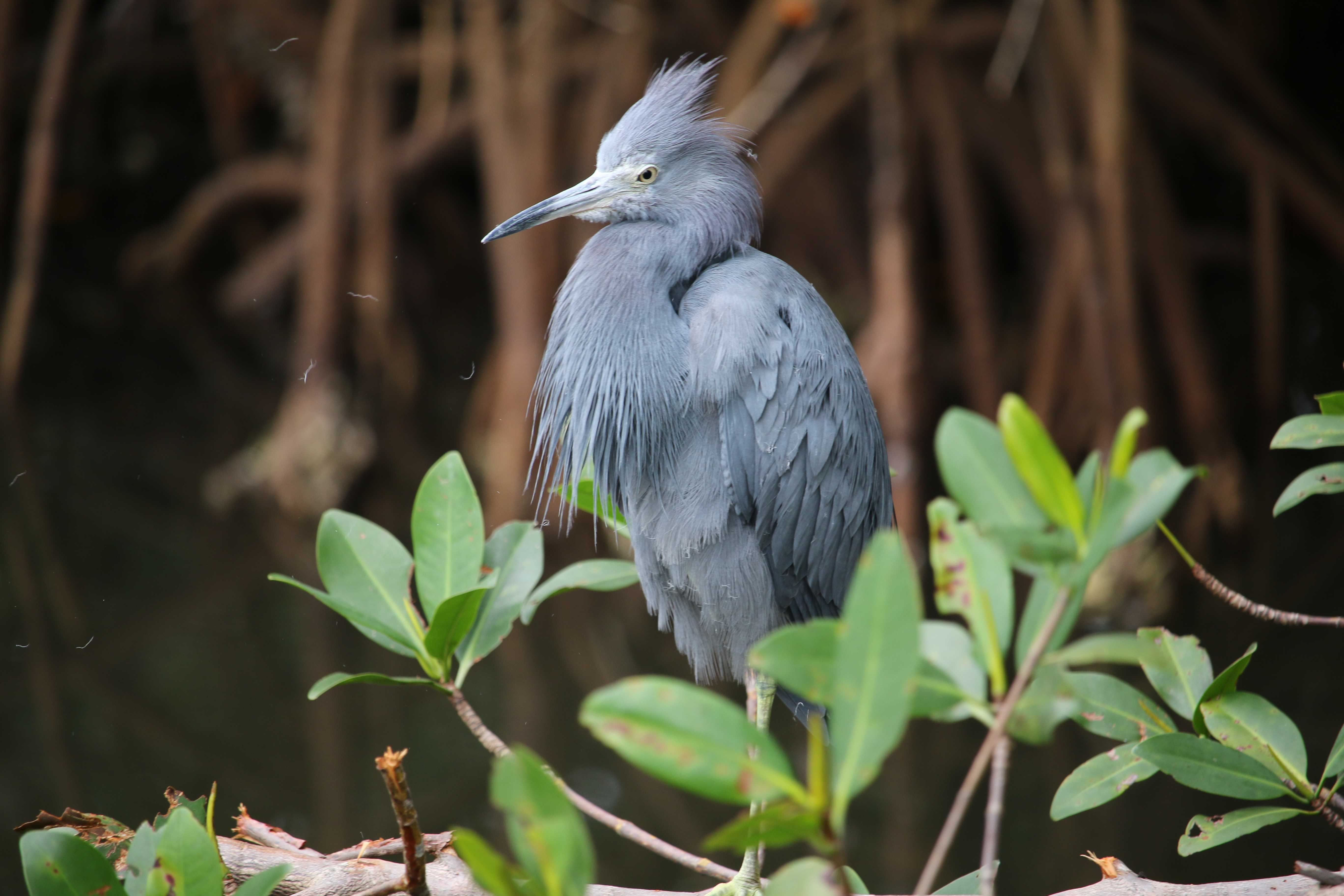 Little Blue Heron